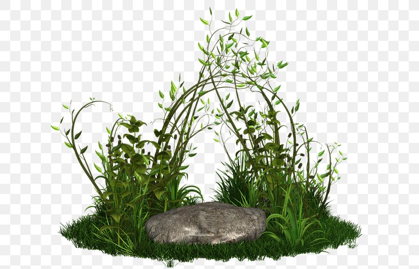 Plant Tree Grasses, PNG, 640x527px, Plant, Aquarium Decor, Family, Flowerpot, Forest Download Free