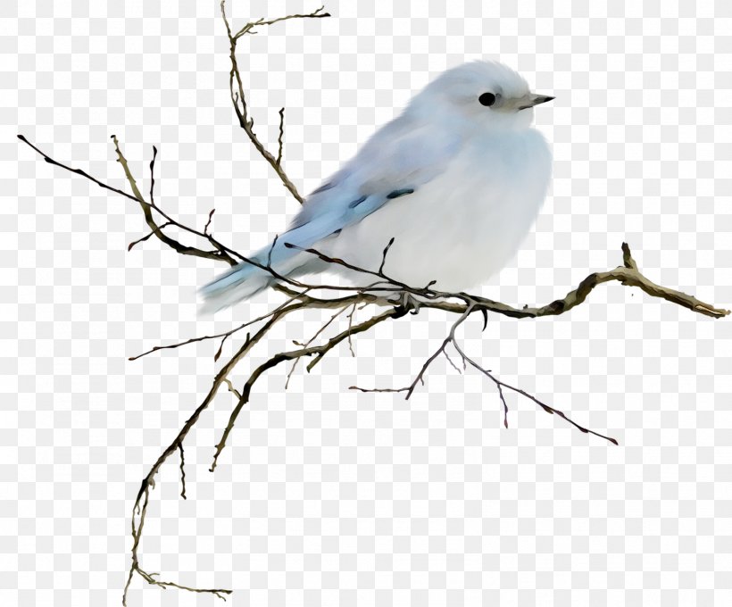 Desktop Wallpaper Bluebirds Image, PNG, 1574x1306px, Bird, Animal, Beak, Bluebird, Bluebirds Download Free