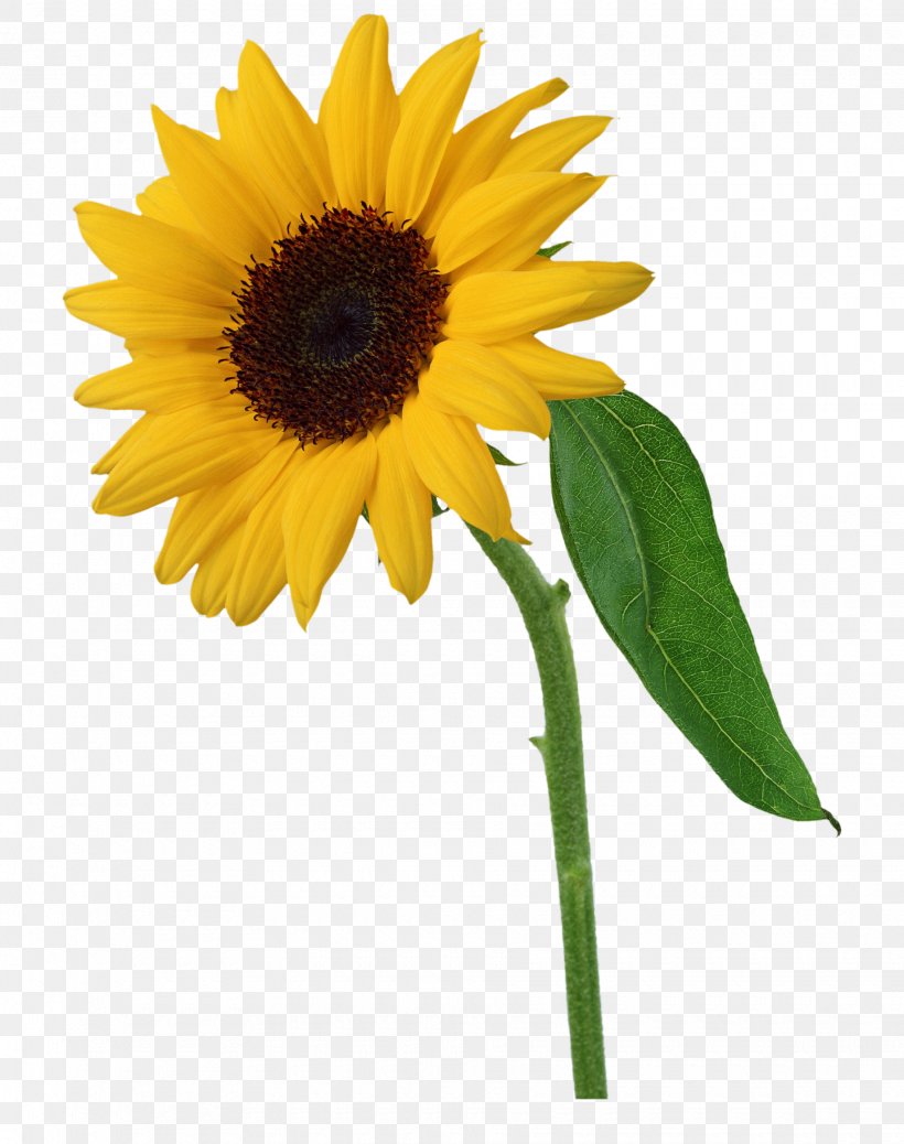 Flower Clip Art, PNG, 1840x2330px, Flower, Common Sunflower, Cut Flowers, Daisy Family, Digital Image Download Free