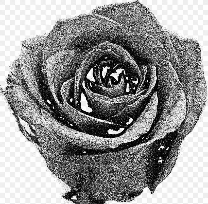 Garden Roses Black And White Clip Art, PNG, 2375x2334px, Garden Roses, Black, Black And White, Black Rose, Blog Download Free