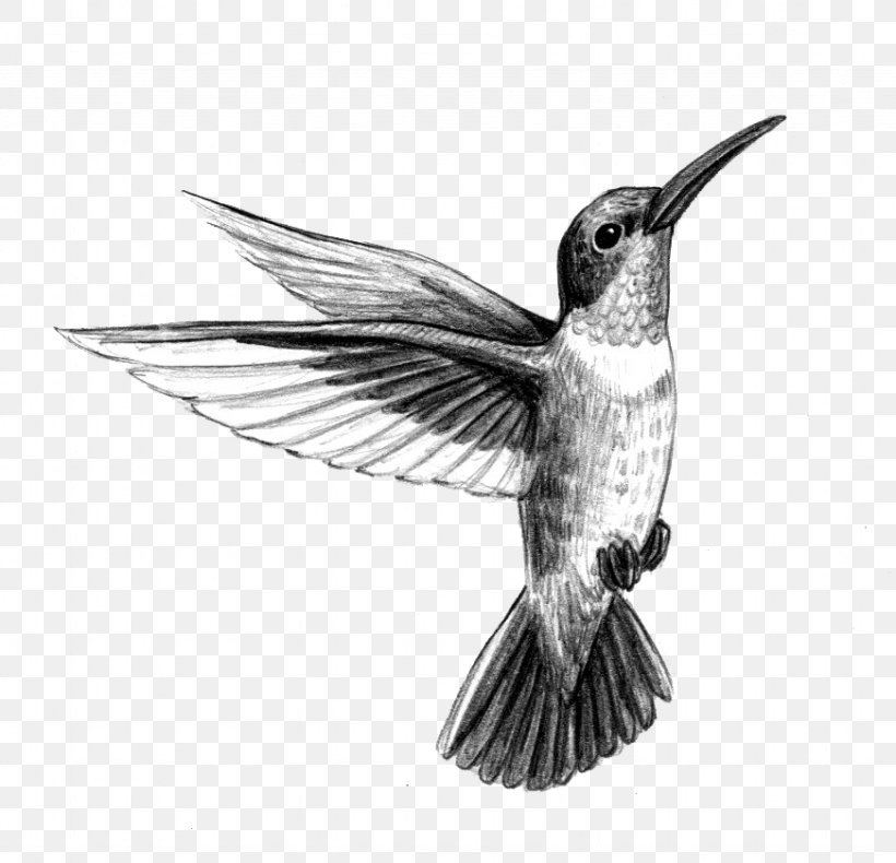 Hummingbird Tattoo Artist Black-and-gray, PNG, 871x840px, Hummingbird, Alexander Mcqueen, Art, Beak, Bird Download Free