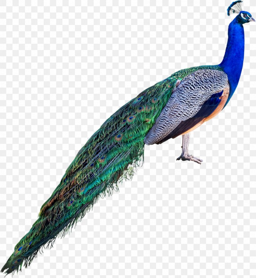 Asiatic Peafowl Stock Photography Royalty-free, PNG, 944x1024px, Peafowl, Animal, Asiatic Peafowl, Beak, Bird Download Free