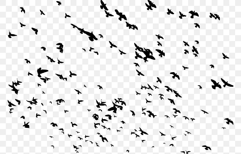 Bird Domestic Pigeon Flight Columbidae Flock, PNG, 768x525px, Bird, Animal Migration, Area, Beak, Bird Flight Download Free
