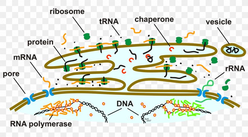 Endoplasmic Reticulum Ribosome Golgi Apparatus Nuclear Envelope Cytoplasm, PNG, 1600x888px, Endoplasmic Reticulum, Area, Biology, Cell, Cell Nucleus Download Free