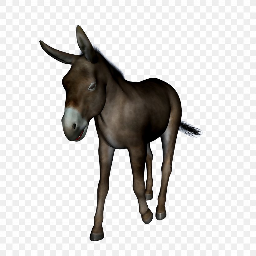 Mule Foal Mustang Donkey Halter, PNG, 2360x2360px, Mule, Animal Figure, Bridle, Brown, Burro Download Free
