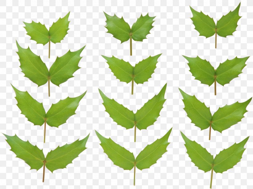 Green Leaf Twig Image, PNG, 1200x896px, Green, Branch, Clipping Path, Deciduous, Grape Leaves Download Free