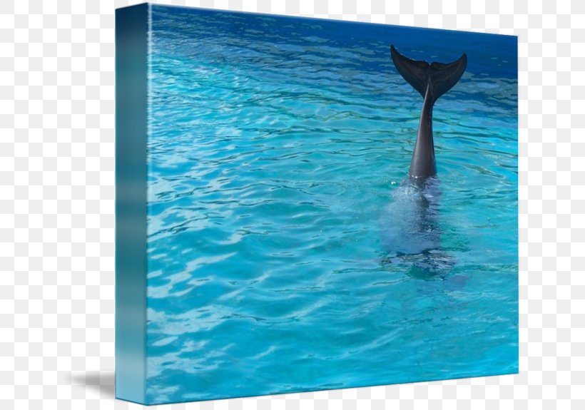 Wholphin Common Bottlenose Dolphin Spinner Dolphin Water, PNG, 650x575px, Wholphin, Aqua, Bottlenose Dolphin, Common Bottlenose Dolphin, Dolphin Download Free