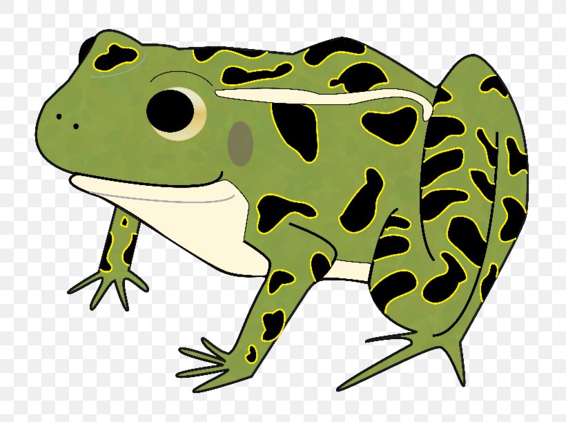 American Bullfrog Clip Art Toad Leopard Frogs, PNG, 800x611px, American Bullfrog, Amphibian, Amphibians, Bullfrog, Edible Frog Download Free