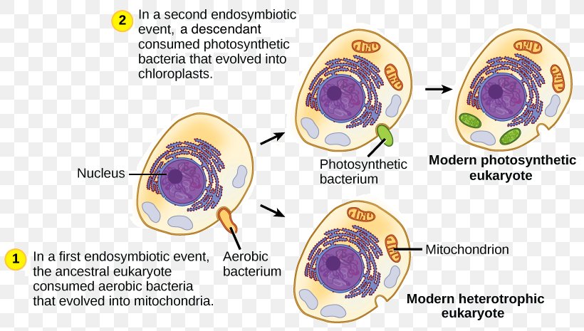 Cell Prokaryote Chloroplast Eukaryote Mitochondrion, PNG, 815x465px, Cell, Bacteria, Bacterial Cell Structure, Biology, Body Jewelry Download Free