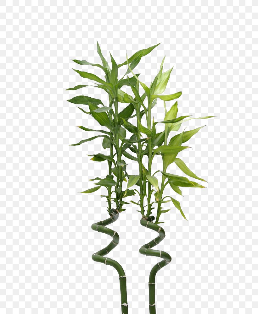 Lucky Bamboo Photography, PNG, 669x1000px, Bamboo, Flowerpot, Fotosearch, Grass, Image File Formats Download Free