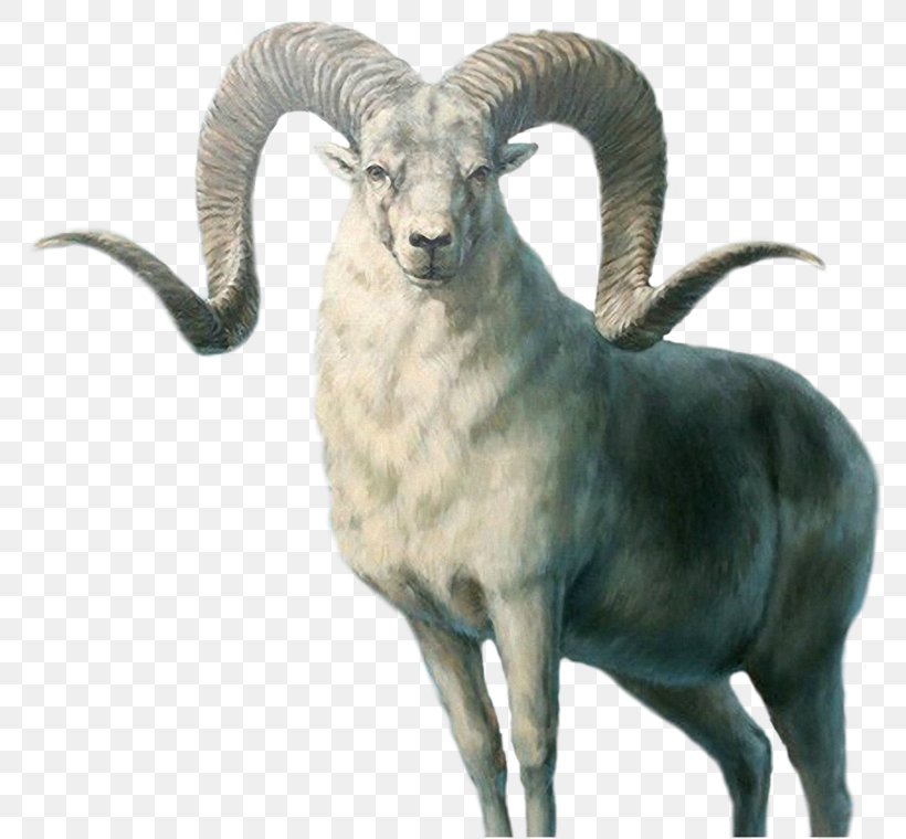 Marco Polo Sheep Armenian Mouflon Sheepu2013goat Hybrid Ovis Orientalis, PNG, 800x760px, Goat, Argali, Art, Bighorn, Cow Goat Family Download Free