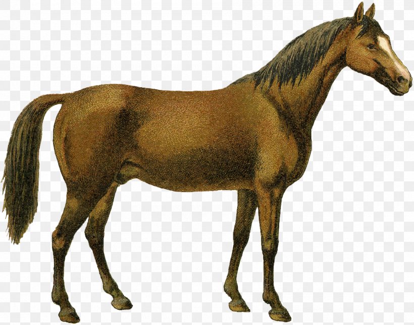 Mustang Pony Arabian Horse Australian Stock Horse Foal, PNG, 1800x1416px, Mustang, Animal Figure, Arabian Horse, Australian Stock Horse, Brumby Download Free