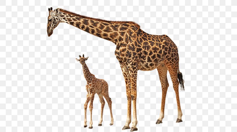 Rothschild's Giraffe Image File Formats Clip Art, PNG, 619x459px, Image File Formats, Animal Figure, Fauna, Giraffe, Giraffidae Download Free