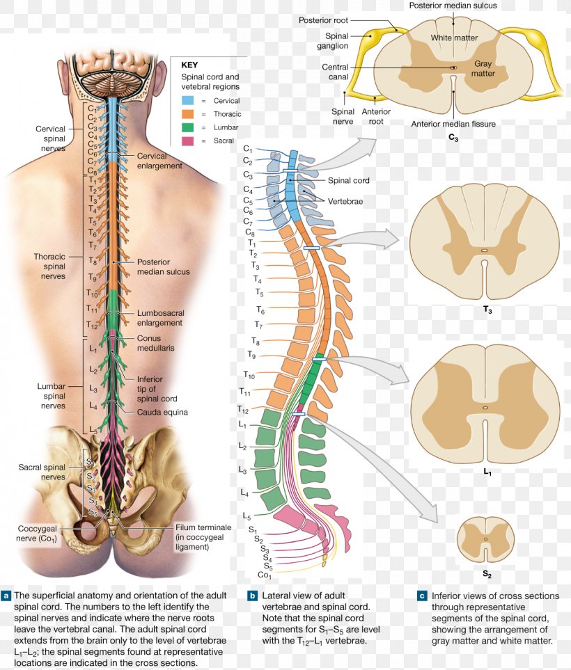 Spinal Nerve Spinal Cord Vertebral Column Nerve Root Anatomy, PNG, 1276x1500px, Watercolor, Cartoon, Flower, Frame, Heart Download Free