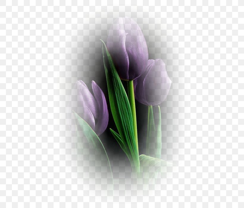 Tulip Flower Petal, PNG, 466x700px, Tulip, Bulb, Crocus, Flower, Flowering Plant Download Free