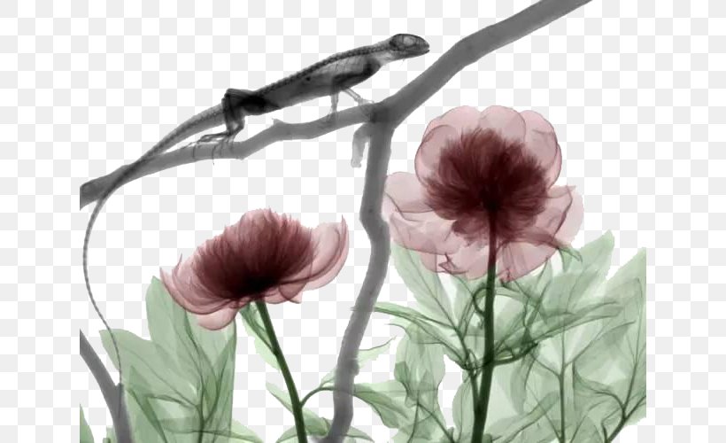 X-ray Light Medical Imaging Ionizing Radiation, PNG, 640x500px, Xray, Flora, Flower, Flowering Plant, Gamma Ray Download Free