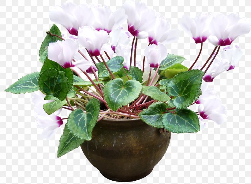 Cyclamen Persicum Cyclamen Purpurascens Growing Cyclamen Ivy-leaved Cyclamen, PNG, 1280x942px, Cyclamen Persicum, Anthurium, Cyclamen, Flower, Flowering Plant Download Free