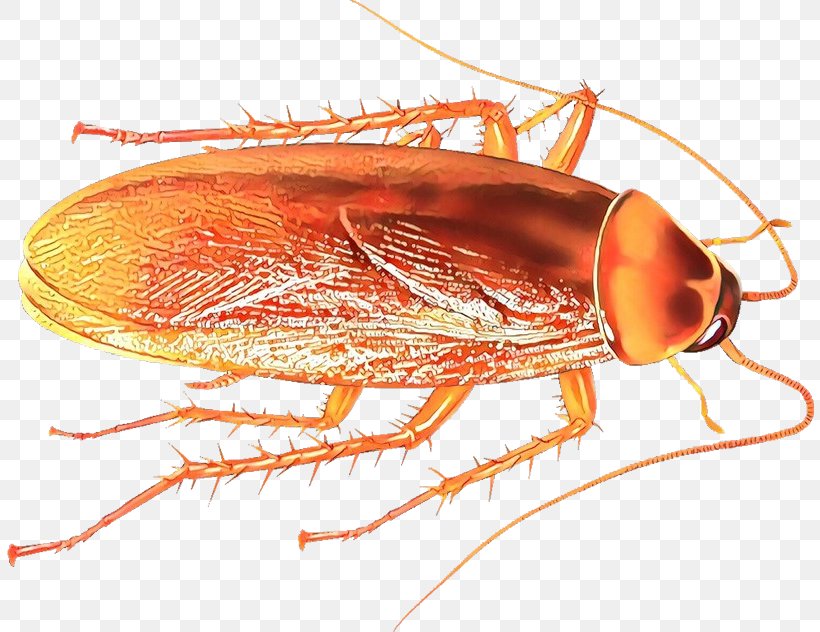 Insect Pest Cockroach Drosophila Melanogaster Amber, PNG, 808x632px, Insect, Amber, Cockroach, Drosophila Melanogaster, Miridae Download Free