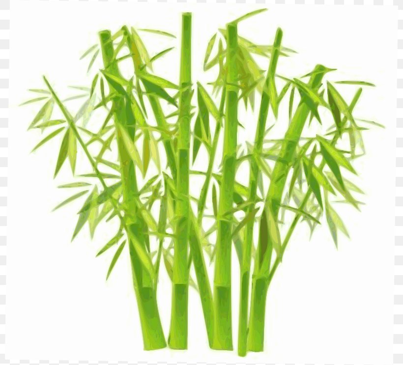 Lucky Bamboo Plant Clip Art, PNG, 800x743px, Bamboo, Areca Palm, Asian Bamboo, Bamboe, Commodity Download Free