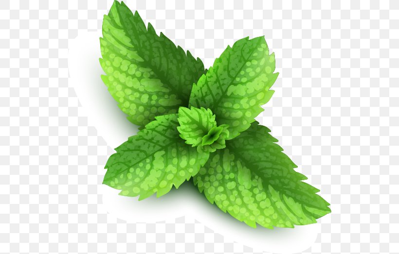 Mentha Spicata Peppermint, PNG, 542x523px, Mentha Spicata, Drawing, Herb, Herbalism, Leaf Download Free