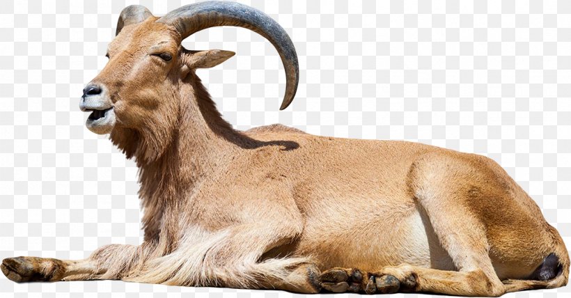 Barbary Sheep Stock Photography, PNG, 1193x624px, Sheep, Barbary Sheep, Can Stock Photo, Cow Goat Family, Fauna Download Free