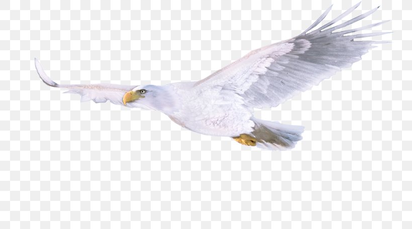 Eagle Water Bird Beak Feather, PNG, 759x456px, Eagle, Accipitriformes, August, Beak, Bird Download Free