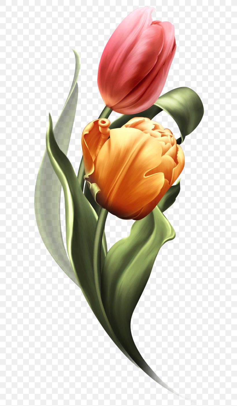 Flower Art Watercolor, PNG, 640x1402px, Tulip, Bud, Cut Flowers, Floral Design, Flower Download Free