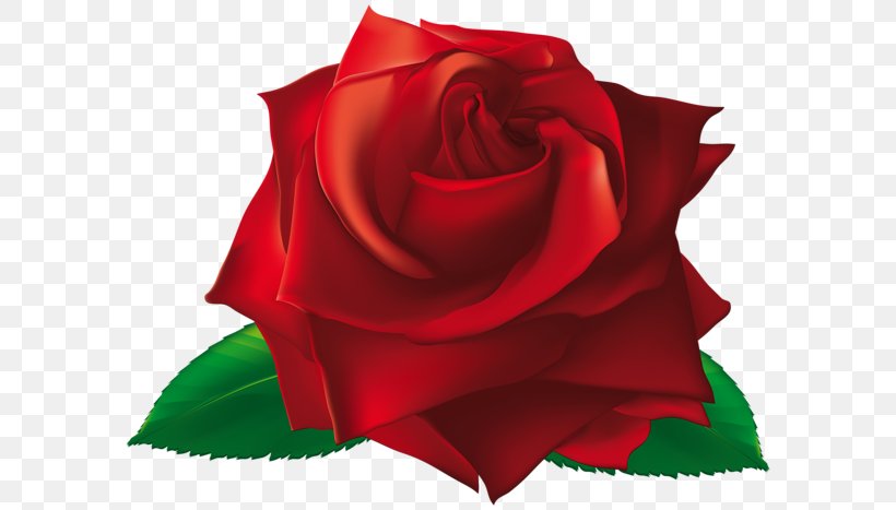 Rose Clip Art, PNG, 600x467px, Rose, China Rose, Close Up, Cut Flowers, Drawing Download Free