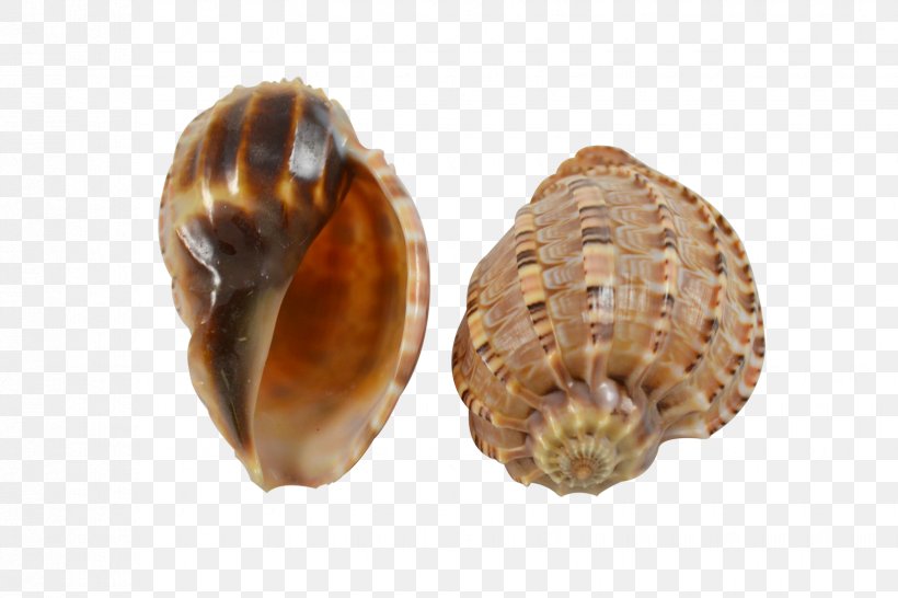 Seashell Conchology Harpa Major Sea Snail, PNG, 1650x1100px, Seashell, Beach, Clam, Clams Oysters Mussels And Scallops, Cockle Download Free