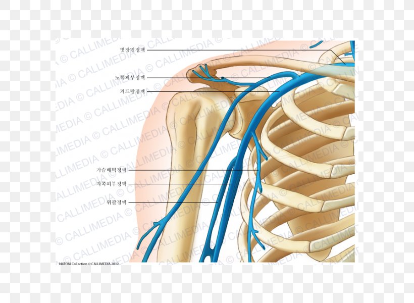 Axillary Vein Subclavian Vein Human Anatomy, PNG, 600x600px, Watercolor, Cartoon, Flower, Frame, Heart Download Free