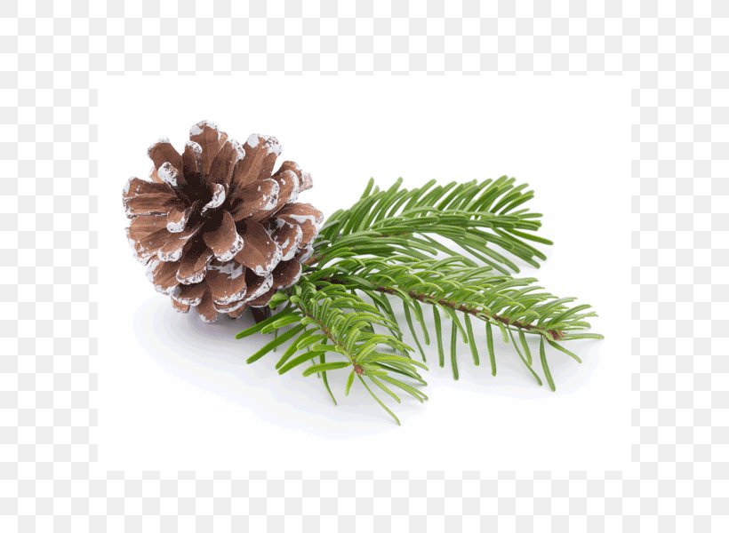 Fir Pine Tree Branch Conifer Cone, PNG, 600x600px, Fir, Branch, Christmas Ornament, Conifer, Conifer Cone Download Free
