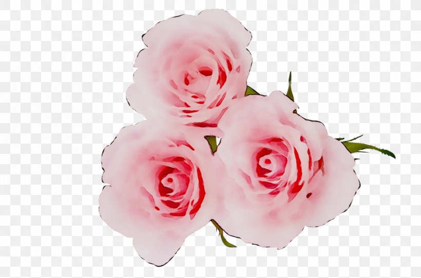Garden Roses Cabbage Rose Floribunda Floral Design Cut Flowers, PNG, 1166x772px, Garden Roses, Artificial Flower, Cabbage Rose, Cut Flowers, Family M Invest Doo Download Free