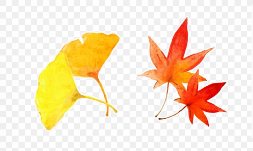 Ginkgo Biloba Maple Leaf Autumn Yellow, PNG, 976x584px, Ginkgo Biloba, Autumn, Autumn Leaf Color, Deciduous, Ginkgo Download Free
