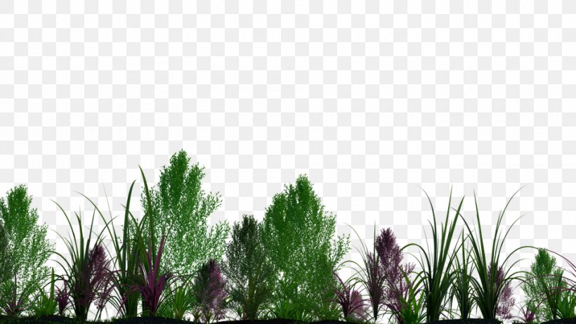 Plant Tree, PNG, 960x540px, 3d Computer Graphics, Plant, Branch, Grass, Grass Family Download Free