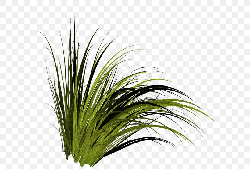 Tree Grasses Clip Art, PNG, 600x556px, Tree, Chrysopogon Zizanioides, Grass, Grass Family, Grasses Download Free