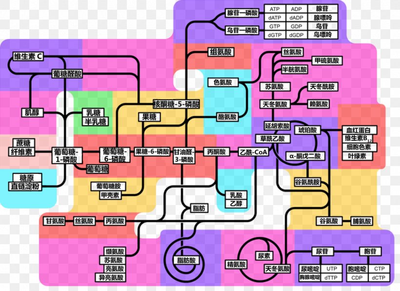 Biochemistry Metabolism Image China Organism, PNG, 1280x931px, Biochemistry, Amino Acid, Area, Blog, Chemistry Download Free