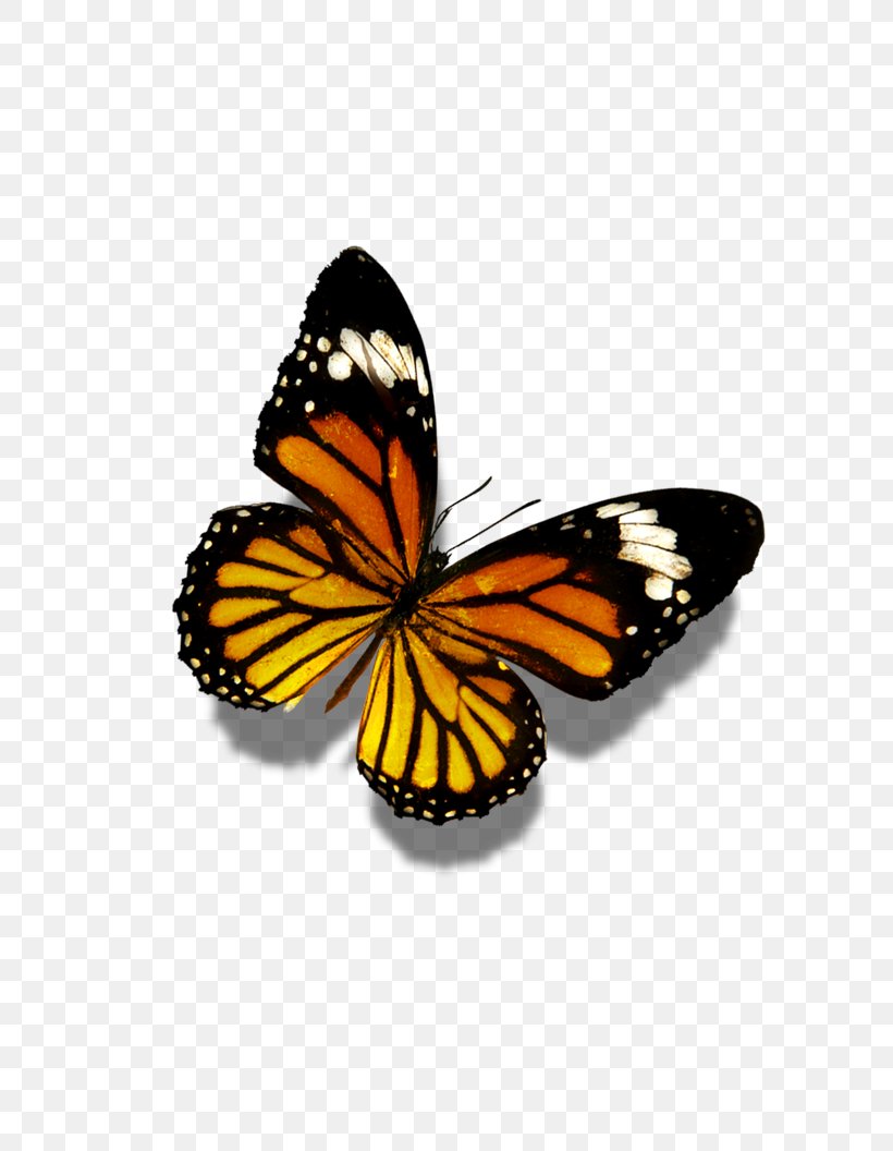 Butterfly Flower Display Resolution Wallpaper, PNG, 804x1056px, Butterfly, Arthropod, Brush Footed Butterfly, Computer, Display Resolution Download Free