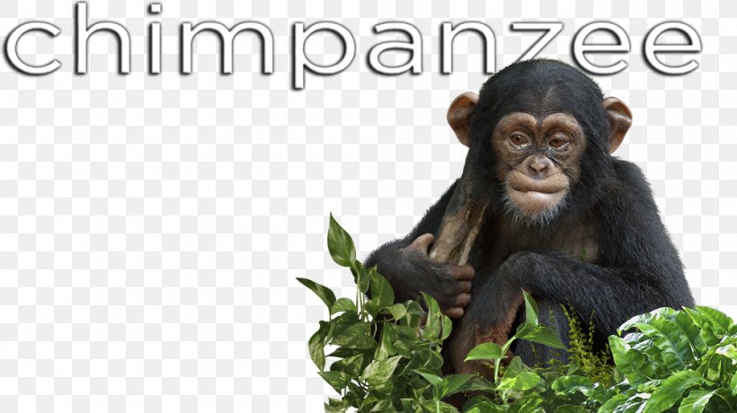 Common Chimpanzee Primate Monkey Animal Mammal, PNG, 1000x562px, Common Chimpanzee, Animal, Ape, Chimpanzee, Fauna Download Free