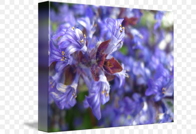 English Lavender Honey Bee Hyacinth, PNG, 650x560px, English Lavender, Bee, Bluebonnet, Delphinium, Flower Download Free