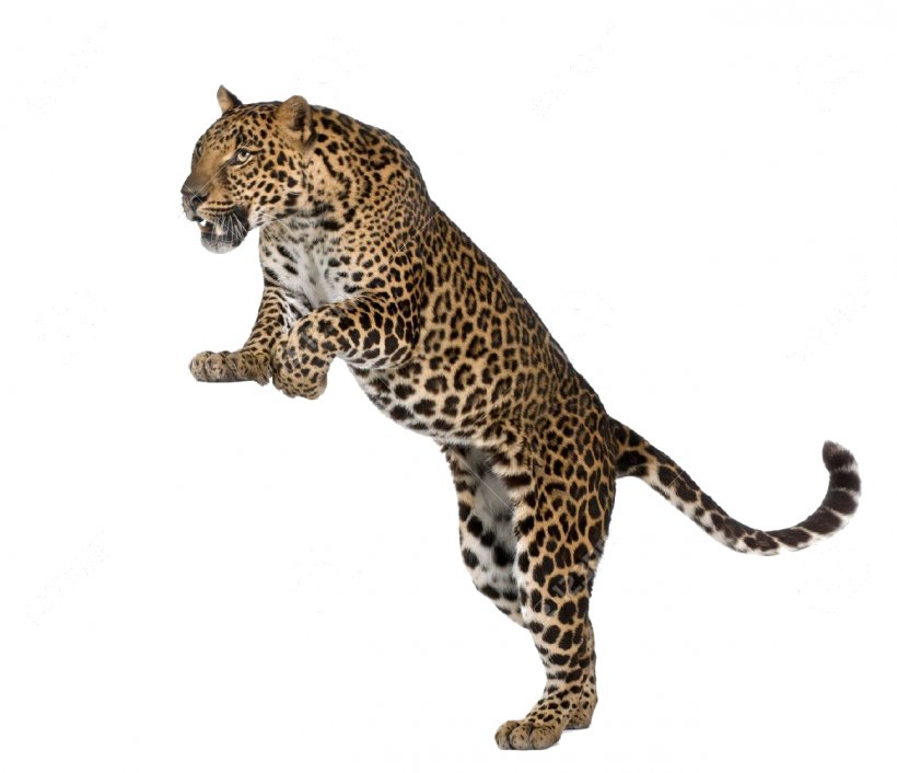 Felidae Tiger Cheetah Cougar Giraffe, PNG, 1300x1120px, Felidae, Amur Leopard, Animal Figure, Animal Print, Big Cats Download Free