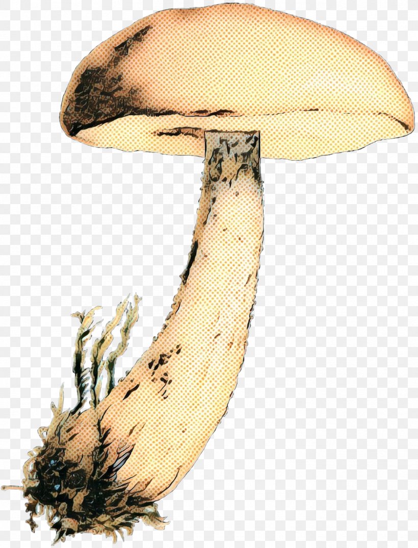 Mushroom Cartoon, PNG, 1374x1800px, Edible Mushroom, Agaric, Agaricaceae, Agaricomycetes, Agaricus Download Free