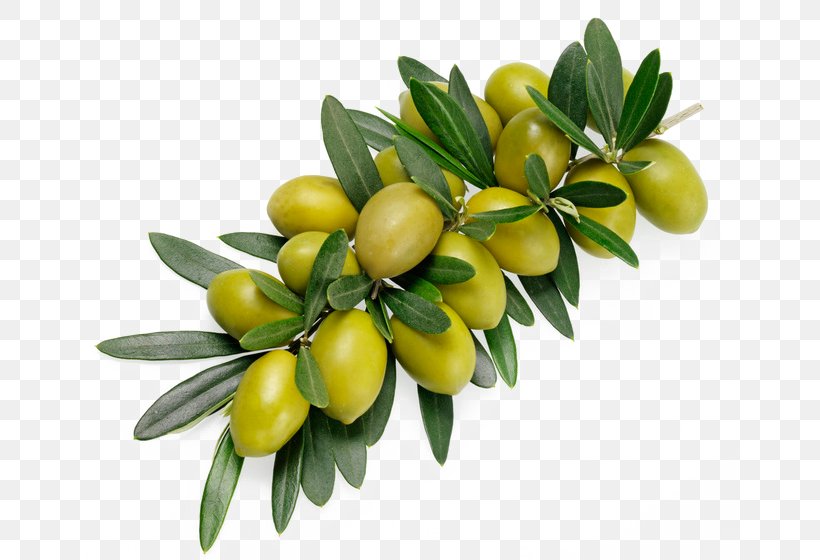 Olive Branch Stock Photography Alamy, PNG, 658x560px, Olive, Alamy, Food, Fruit, Olive Branch Download Free
