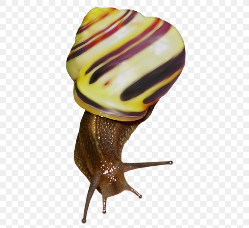 Snail Raster Graphics Clip Art, PNG, 750x750px, Snail, Beetle, Computer Graphics, Drawing, Invertebrate Download Free