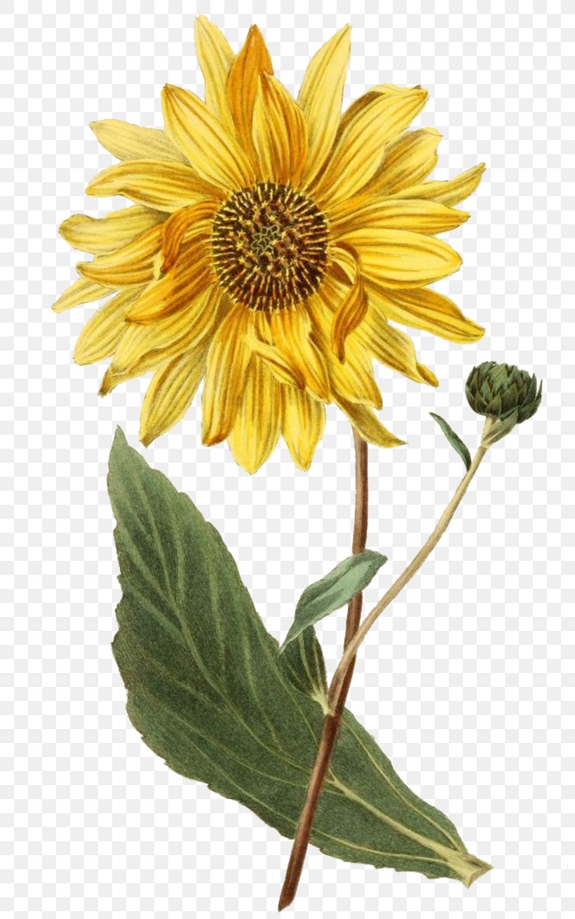 Botanical Illustration Botany Sunflower 0, PNG, 800x1311px, 2018, Botanical Illustration, Annual Plant, Art, Botanical Prints Download Free