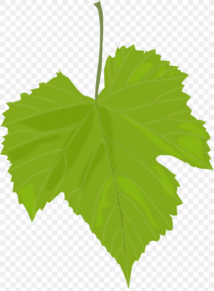 Common Grape Vine Wine Dolma Grape Leaves Greek Cuisine, PNG, 1767x2400px, Common Grape Vine, Cuisine, Dolma, Food, Fruit Download Free
