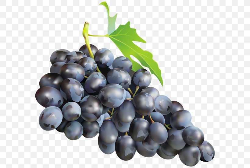 Muscadine Grape Zante Currant Sultana Muscat, PNG, 600x552px, Grape, Amazon Grape, Berry, Bilberry, Blueberry Download Free