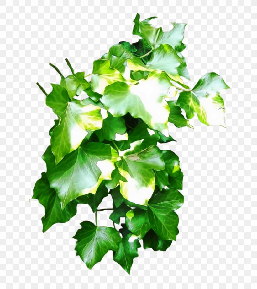 Plant Green Desktop Wallpaper Leaf, PNG, 844x947px, Plant, Annual Plant, Araliaceae, Art, Branch Download Free