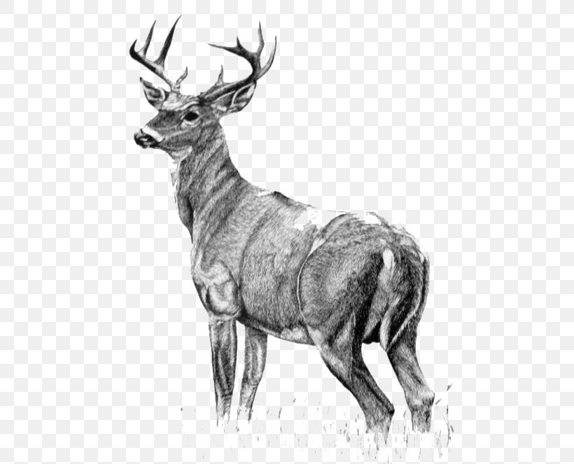White-tailed Deer Drawing (2) Painting, PNG, 500x663px, Whitetailed Deer, Antelope, Antler, Art, Black And White Download Free