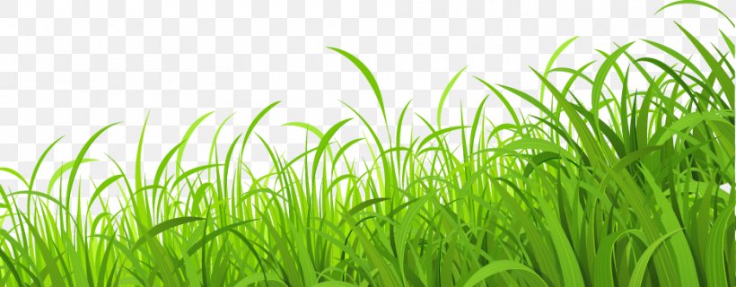 Lawn Download Wallpaper, PNG, 937x366px, Lawn, Aquarium Decor, Google Images, Grass, Grass Family Download Free