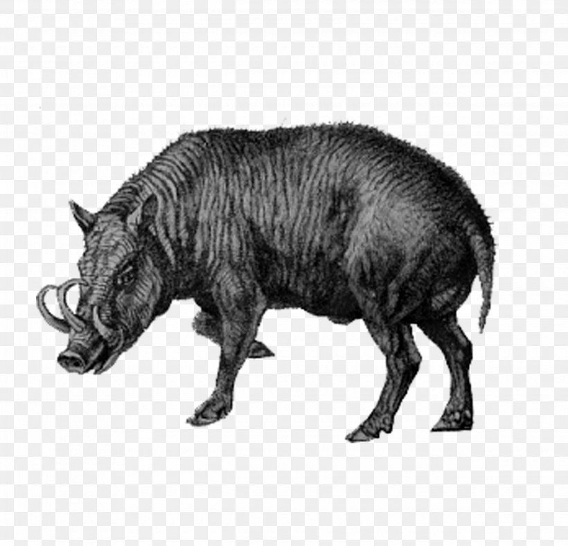 Sparkling Wine Marzemino Distilled Beverage Domestic Pig, PNG, 2480x2388px, Wild Boar, Animal, Babirusa, Black And White, Cattle Like Mammal Download Free